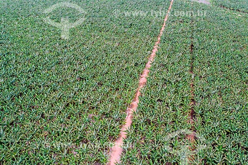  Foto feita com drone de plantação de banana  - Barbalha - Ceará (CE) - Brasil