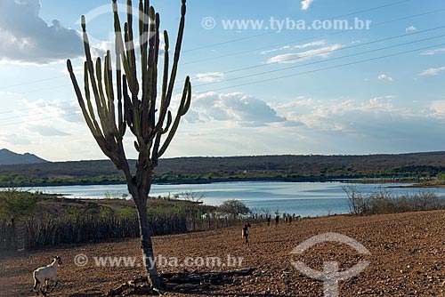  Mandacaru (Cereus jamacaru) às margens do Reservatório Cacimba Nova  - Custódia - Pernambuco (PE) - Brasil