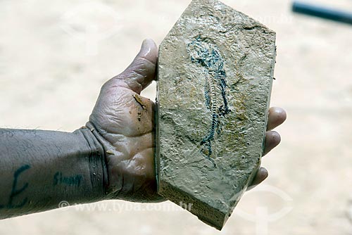  Detalhe de fóssil de peixe encontrado durante a extração de calcário no corte de Pedra Cariri  - Santana do Cariri - Ceará (CE) - Brasil