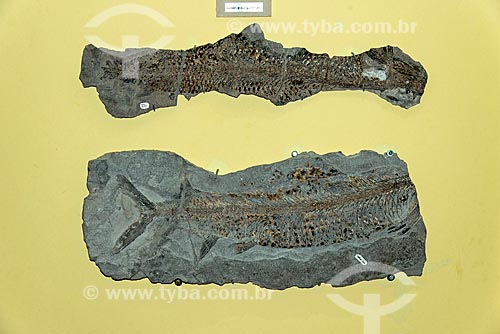  Fósseis em exibição no Museu de Paleontologia da Universidade Regional do Cariri  - Santana do Cariri - Ceará (CE) - Brasil