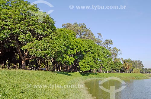  Parque do Ibirapuera - Jacarandá-mimoso (Jacaranda Mimosaefolia) no verão  - São Paulo - São Paulo (SP) - Brasil