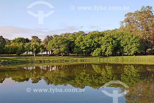  Parque do Ibirapuera - Jacarandá-mimoso (Jacaranda Mimosaefolia) no verão  - São Paulo - São Paulo (SP) - Brasil