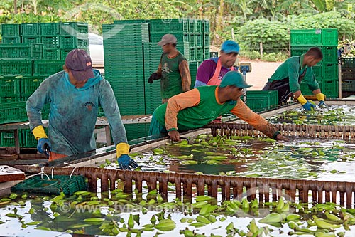  Detalhe do processo de lavagem em plantação de banana  - Barbalha - Ceará (CE) - Brasil