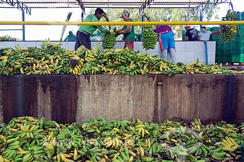  Processo de lavagem em plantação de banana  - Barbalha - Ceará (CE) - Brasil