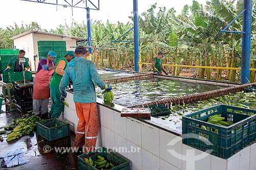  Detalhe do processo de lavagem em plantação de banana  - Barbalha - Ceará (CE) - Brasil