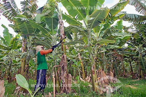  Trabalhador rural colhendo banana em plantação na Região do Cariri  - Barbalha - Ceará (CE) - Brasil