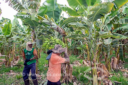  Trabalhadores rurais colhendo banana em plantação na Região do Cariri  - Barbalha - Ceará (CE) - Brasil