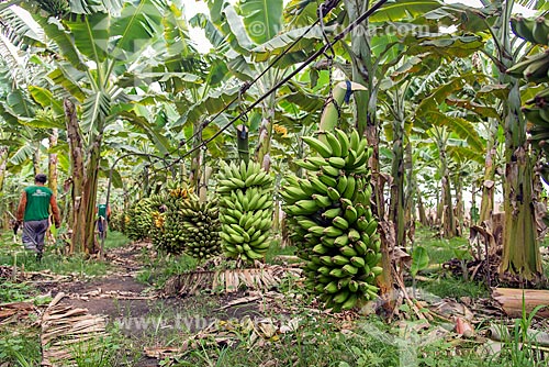  Cachos de bananas colhidos em cabos para transporte em plantação na Região do Cariri  - Barbalha - Ceará (CE) - Brasil