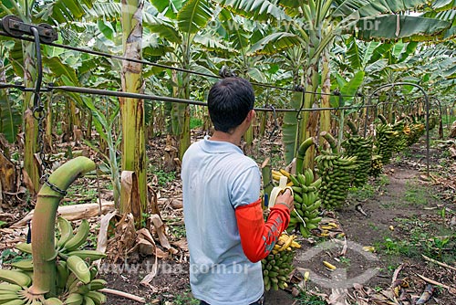  Trabalhador rural comendo banana próximo a cachos de bananas colhidos em cabos para transporte em plantação na Região do Cariri  - Barbalha - Ceará (CE) - Brasil