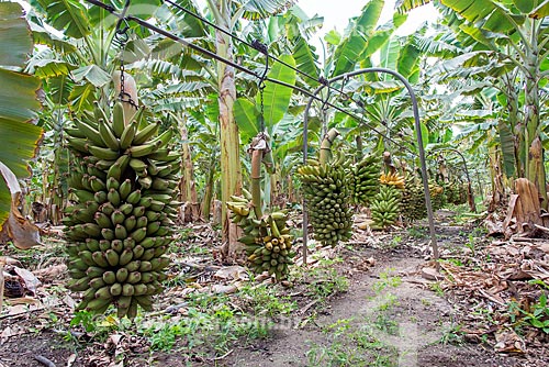 Cachos de bananas colhidos em cabos para transporte em plantação na Região do Cariri  - Barbalha - Ceará (CE) - Brasil