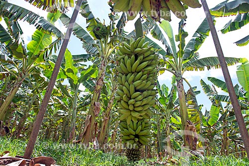  Detalhe de cacho de bananas colhidos em cabos para transporte em plantação na Região do Cariri  - Barbalha - Ceará (CE) - Brasil