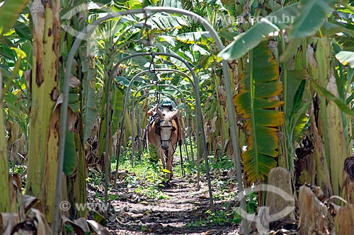  Detalhe de jumento puxando cabos com cachos de bananas em plantação na Região do Cariri  - Barbalha - Ceará (CE) - Brasil