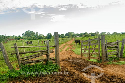  Gado no pasto de fazenda  - Montes Claros - Minas Gerais (MG) - Brasil