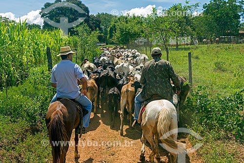  Boiadeiros conduzindo o gado na zona rural da cidade de Montes Claros  - Montes Claros - Minas Gerais (MG) - Brasil