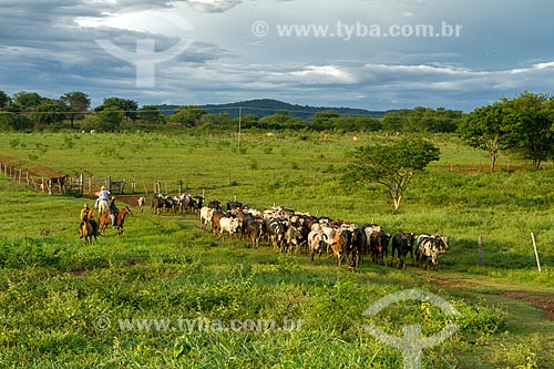  Boiadeiros conduzindo o gado na zona rural da cidade de Montes Claros  - Montes Claros - Minas Gerais (MG) - Brasil