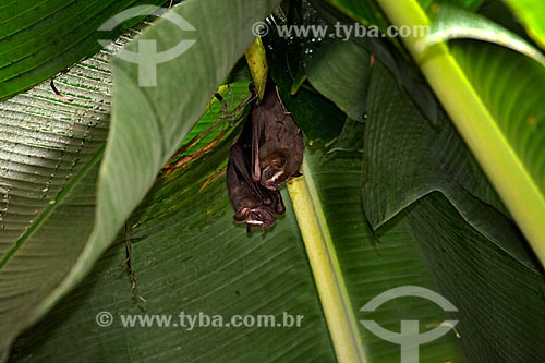  Detalhe de morcegos em bananeira  - Rio de Janeiro - Rio de Janeiro (RJ) - Brasil