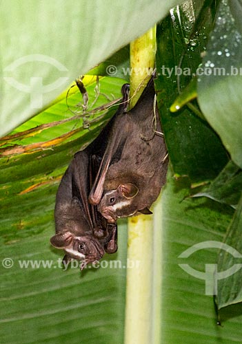  Detalhe de morcegos em bananeira  - Rio de Janeiro - Rio de Janeiro (RJ) - Brasil