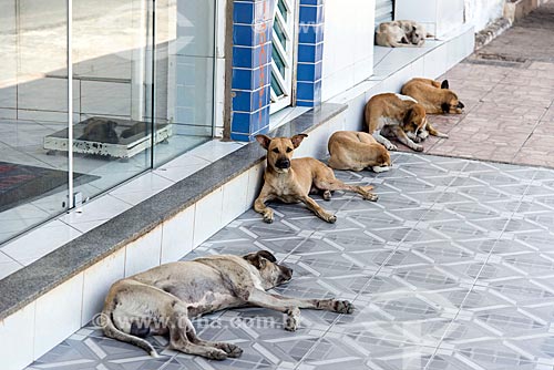  Cães sem raça definida deitados à sombra  - Sousa - Paraíba (PB) - Brasil