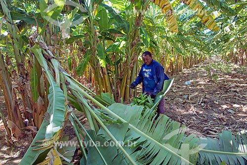  Trabalhador rural da Tribo Truká colhendo bananas  - Cabrobó - Pernambuco (PE) - Brasil