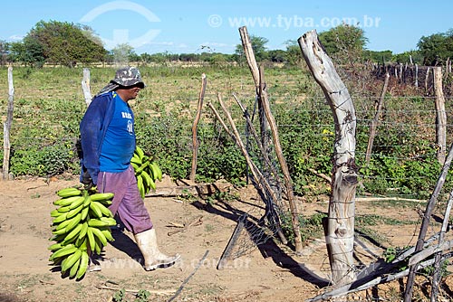  Trabalhador rural da Tribo Truká colhendo bananas  - Cabrobó - Pernambuco (PE) - Brasil