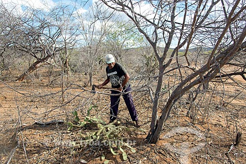  Homem da aldeia da Tribo Pipipãs cortando madeira para construir cerca  - Floresta - Pernambuco (PE) - Brasil