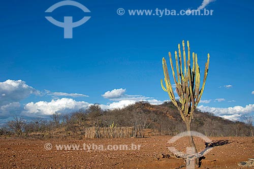  Mandacaru (Cereus jamacaru) em paisagem de caatinga  - Custódia - Pernambuco (PE) - Brasil