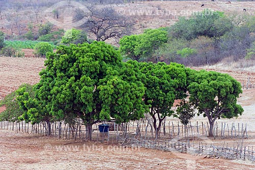  Mangueiras (Mangifera indica L) em região de caatinga  - Manaíra - Paraíba (PB) - Brasil