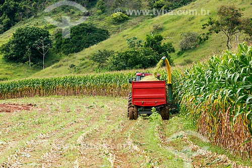  Colheita mecanizada de milho transgênico - para silagem e alimentação de gado - na zona rural da cidade de Guarani  - Guarani - Minas Gerais (MG) - Brasil