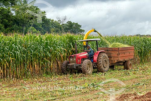  Colheita mecanizada de milho transgênico - para silagem e alimentação de gado - na zona rural da cidade de Guarani  - Guarani - Minas Gerais (MG) - Brasil