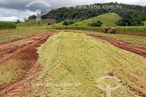  Milho transgênico triturado - para silagem e alimentação de gado - na zona rural da cidade de Guarani  - Guarani - Minas Gerais (MG) - Brasil