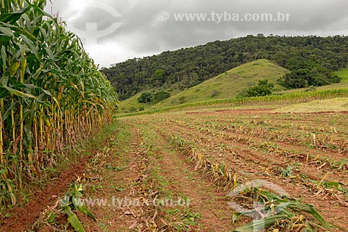  Plantação de milho transgênico - para silagem e alimentação de gado - na zona rural da cidade de Guarani  - Guarani - Minas Gerais (MG) - Brasil