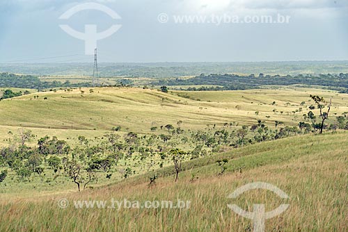  Vista geral de área de vegetação de cerrado na Região Norte  - Mazagão - Amapá (AP) - Brasil
