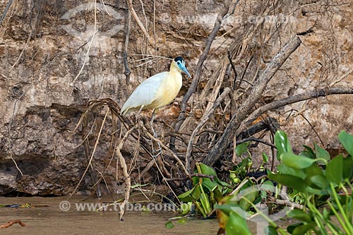  Detalhe de garça-real (Pilherodius pileatus) no Pantanal  - Mato Grosso (MT) - Brasil