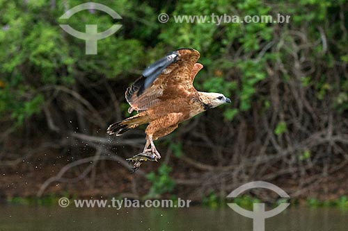  Detalhe de gavião belo (Busarellus nigricollis) pescando no Pantanal  - Mato Grosso (MT) - Brasil