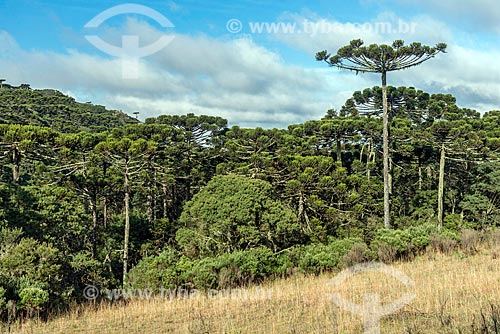 Araucárias (Araucaria angustifolia) na zona rural da cidade de São José dos Ausentes  - São José dos Ausentes - Rio Grande do Sul (RS) - Brasil