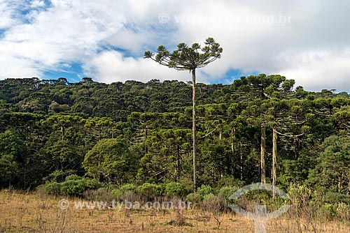  Araucárias (Araucaria angustifolia) na zona rural da cidade de São José dos Ausentes  - São José dos Ausentes - Rio Grande do Sul (RS) - Brasil