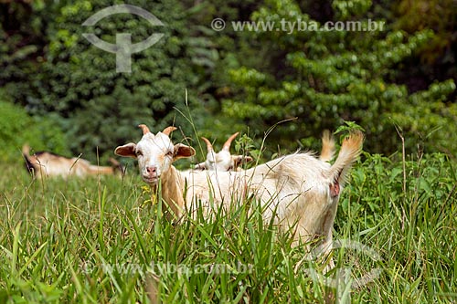  Cabras (Capra aegagrus hircus) em pasto na zona rural da cidade de Guarani  - Guarani - Minas Gerais (MG) - Brasil