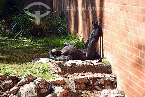  Jaula de chimpanzé-comum (Pan troglodytes) no Jardim Zoológico do Rio de Janeiro  - Rio de Janeiro - Rio de Janeiro (RJ) - Brasil