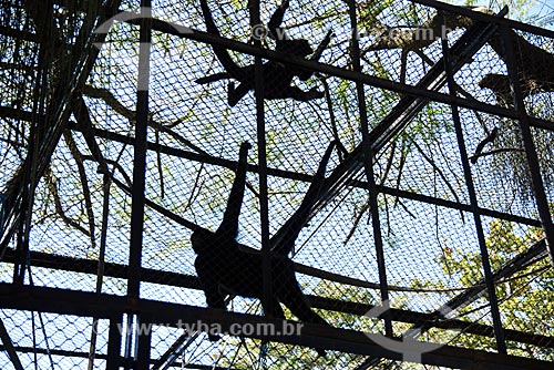  Jaula de macaco-aranha no Jardim Zoológico do Rio de Janeiro  - Rio de Janeiro - Rio de Janeiro (RJ) - Brasil
