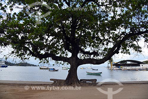  Árvore na orla da Ilha de Paquetá  - Rio de Janeiro - Rio de Janeiro (RJ) - Brasil