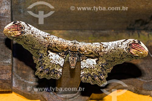  Detalhe da mariposa Loxolomia serpentina na Área de Proteção Ambiental da Serrinha do Alambari  - Resende - Rio de Janeiro (RJ) - Brasil