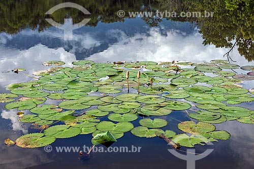  Detalhe de lago com vitória-régia (Victoria amazonica) na Reserva Ecológica de Guapiaçu  - Cachoeiras de Macacu - Rio de Janeiro (RJ) - Brasil
