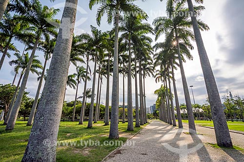  Vista de palmeiras imperiais no Aterro do Flamengo  - Rio de Janeiro - Rio de Janeiro (RJ) - Brasil