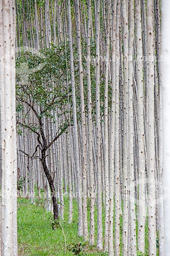 Vista de árvore típica do cerrado em meio à plantação de eucalipto próximo à cidade de Mossâmedes  - Mossâmedes - Goiás (GO) - Brasil