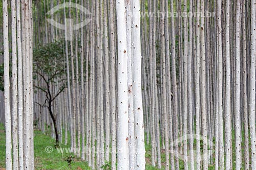  Vista de árvore típica do cerrado em meio à plantação de eucalipto próximo à cidade de Mossâmedes  - Mossâmedes - Goiás (GO) - Brasil