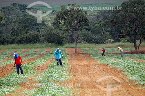  Plantação de melancia (Citrullus lanatus) próximo à cidade de Mossâmedes  - Mossâmedes - Goiás (GO) - Brasil