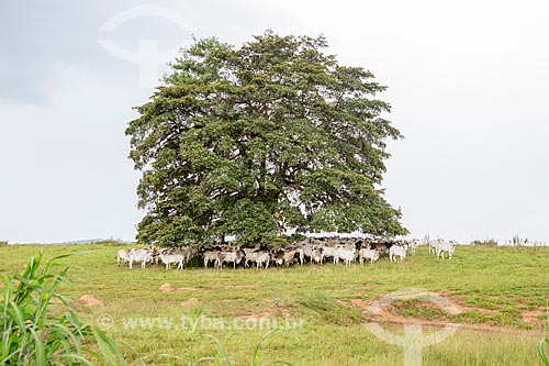  Criação de gado descansando em sombra de árvore entre as cidades de Mossâmedes e Mirandópolis  - Mossâmedes - Goiás (GO) - Brasil