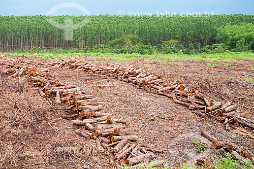  Toras de eucalipto em plantação da Empresa Agroeste às margens da Rodovia GO-156 com eucaliptos ao fundo  - Itaberaí - Goiás (GO) - Brasil