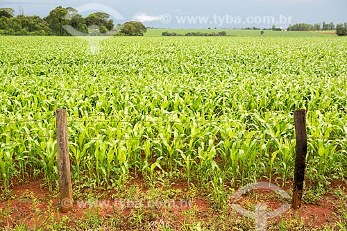  Plantação de milho às margens da Rodovia GO-156 próximo à cidade de Itaberaí  - Itaberaí - Goiás (GO) - Brasil