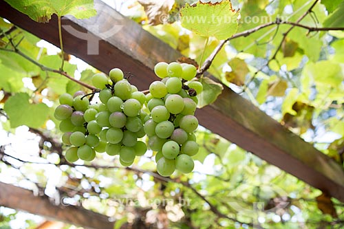  Detalhe de cacho de uva ainda na videira - zona rural da cidade de Pirenópolis  - Pirenópolis - Goiás (GO) - Brasil